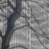 Schatten